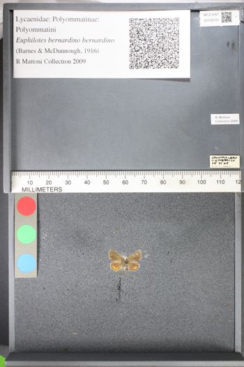 Media type: image;   Entomology 104720